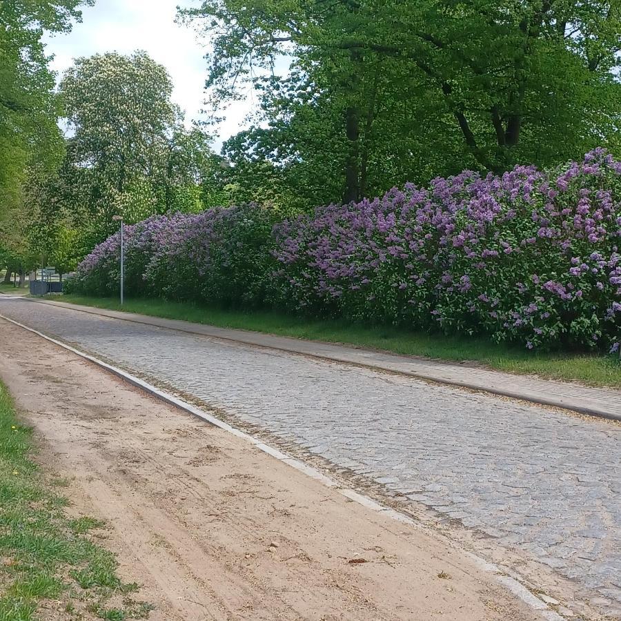 Zimmer Und Apartment Rosi Krakow am See Eksteriør bilde